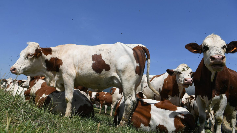 Dermatose Nodulaire Bovine : ne sacrifions pas les Savoie pour une posture autoritaire