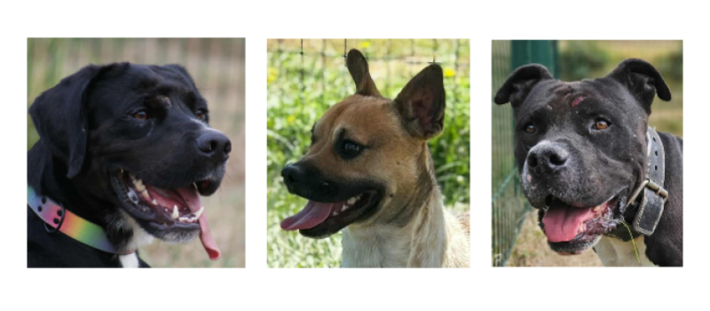 Zorro, Spitz et Oreo, les trois stars de la rentrée !