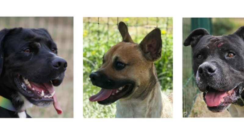 Zorro, Spitz et Oreo, les trois stars de la rentrée !