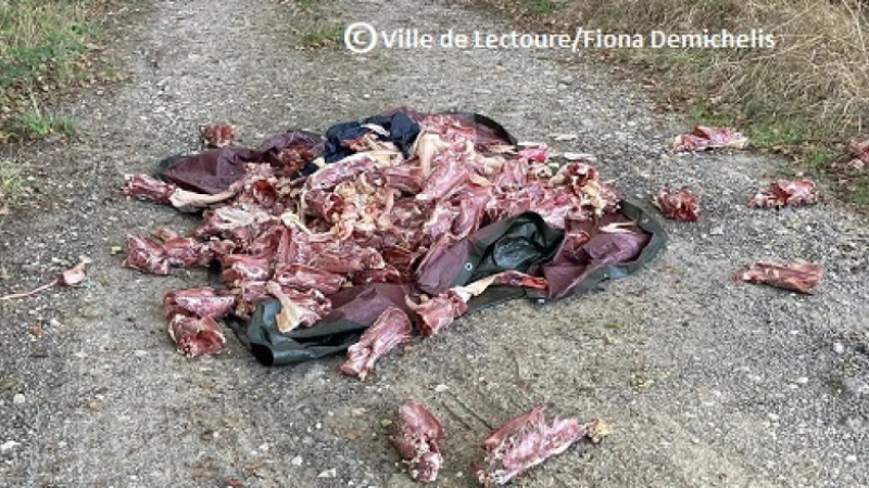 Plus de 100 carcasses de canards découvertes en bordure de route