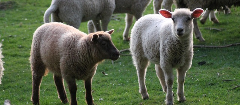 Transhumance Encausse/Cologne !