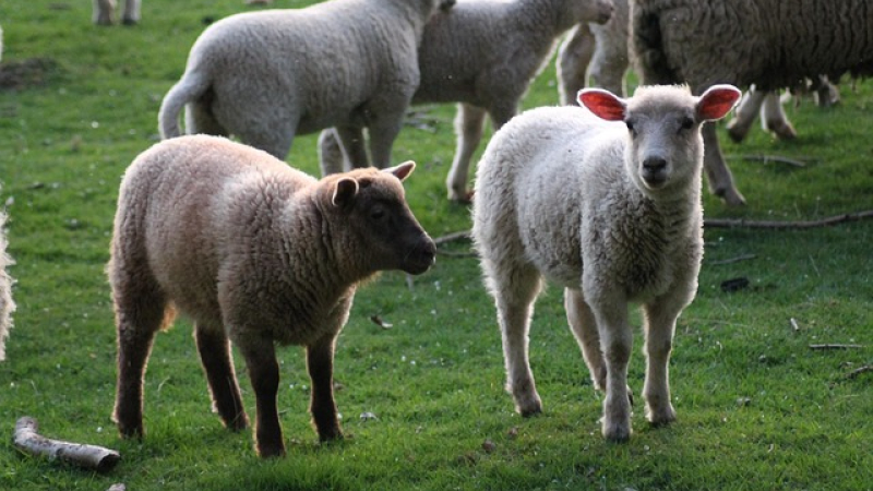 Transhumance Encausse/Cologne !