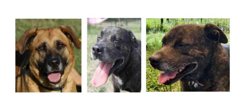 A la une cette semaine, Balou, Hermione et Harry !