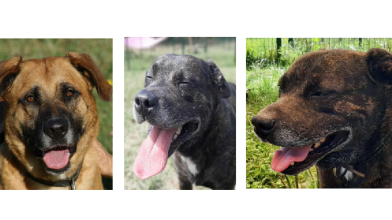 A la une cette semaine, Balou, Hermione et Harry !