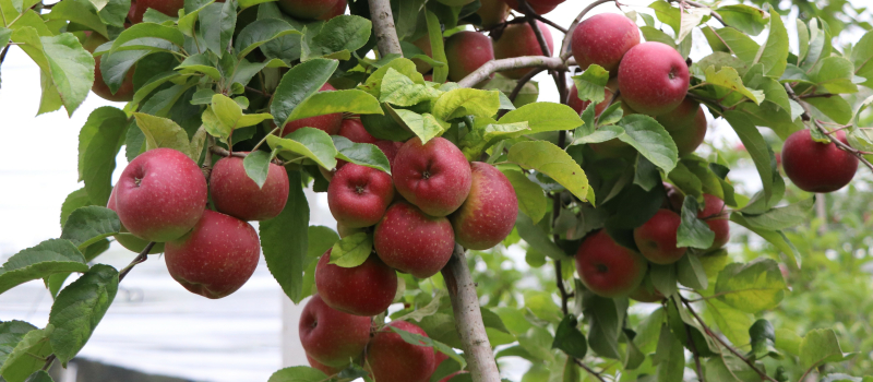 Rendez-vous au verger, cueillette de pommes