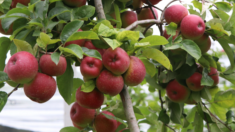 Rendez-vous au verger, cueillette de pommes