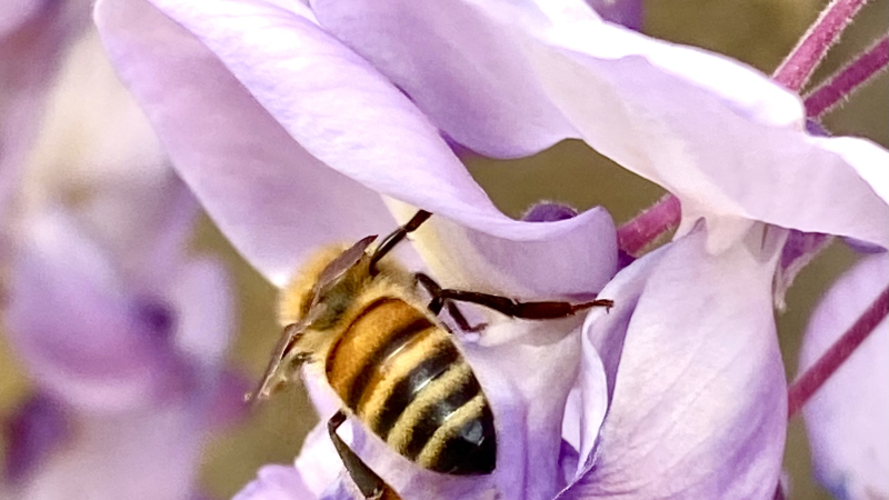 HygieSport  saison 2025/2026 , le miel, les abeilles... et une foule d'activités et animations