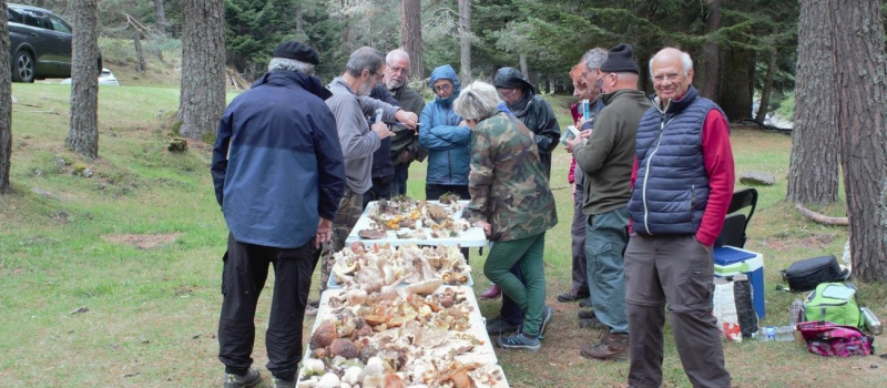 La saison commence bien pour la société mycologique de Gascogne