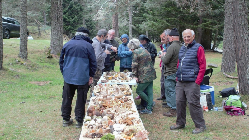 La saison commence bien pour la société mycologique de Gascogne