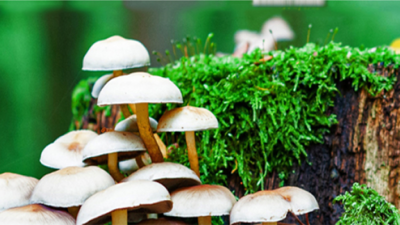 Mieux connaitre les champignons