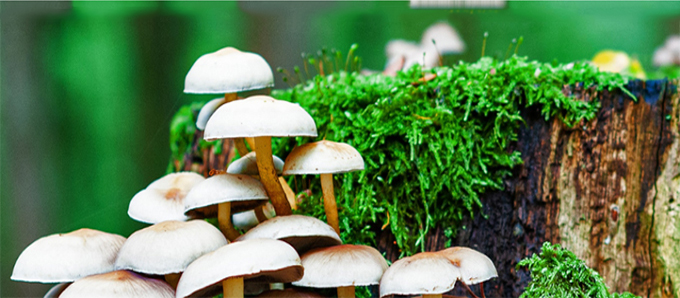 Champmignons-canva-845x321.jpg