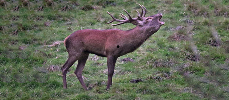 Brame du cerf