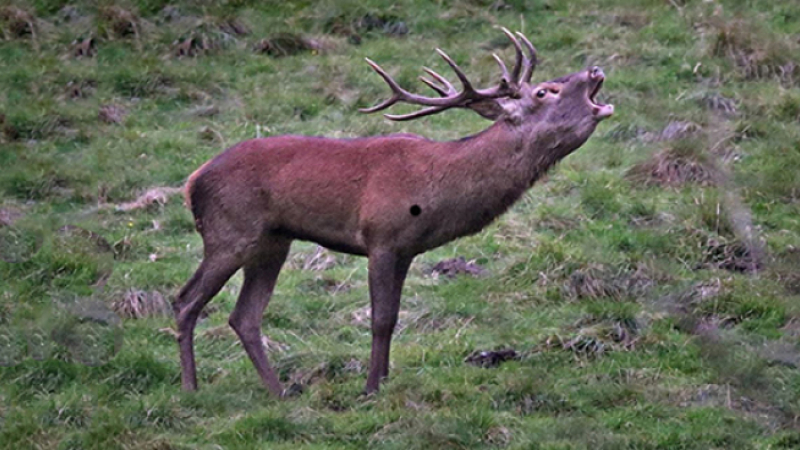 Brame du cerf
