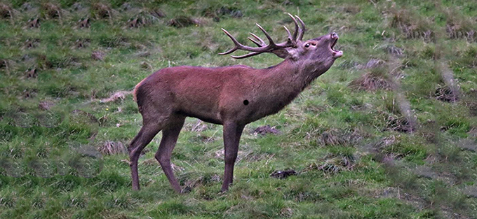 brame du cerf flickt.JPG