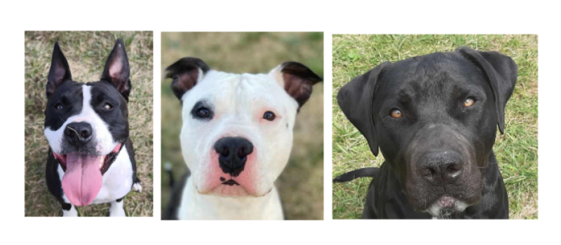 Sanka, Loky et Aïko, les trois jeunes chiens de la  semaine
