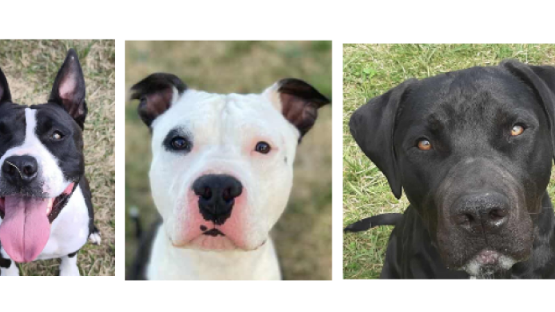 Sanka, Loky et Aïko, les trois jeunes chiens de la  semaine