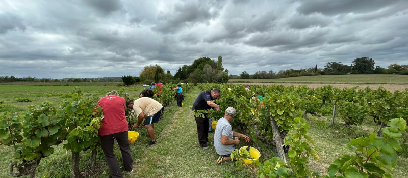 Vendanges d'hier.....et d'aujourd’hui  en Astarac