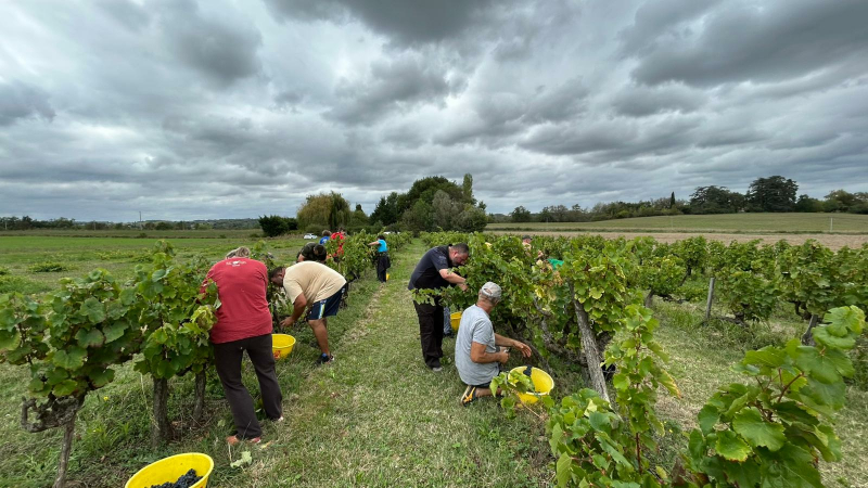 Vendanges d'hier.....et d'aujourd’hui  en Astarac