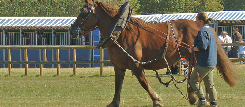 Un Concours régional de Chevaux Lourds