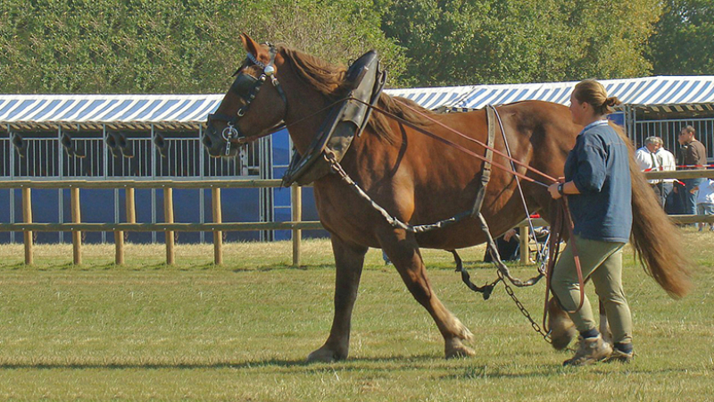 Un Concours régional de Chevaux Lourds