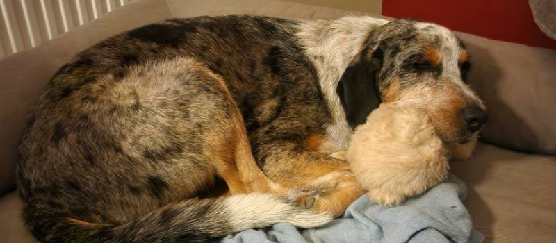 Aidons la famille de Balou face à l’innommable