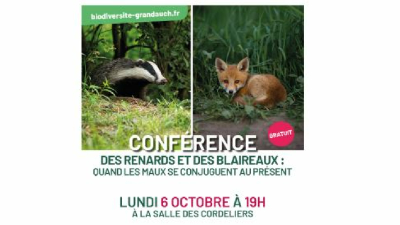 Conférence: des renards et des blaireaux…