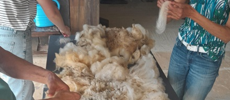 Stage d'initiation "De la toison à l'ouvrage" au musée Paysan Gascon