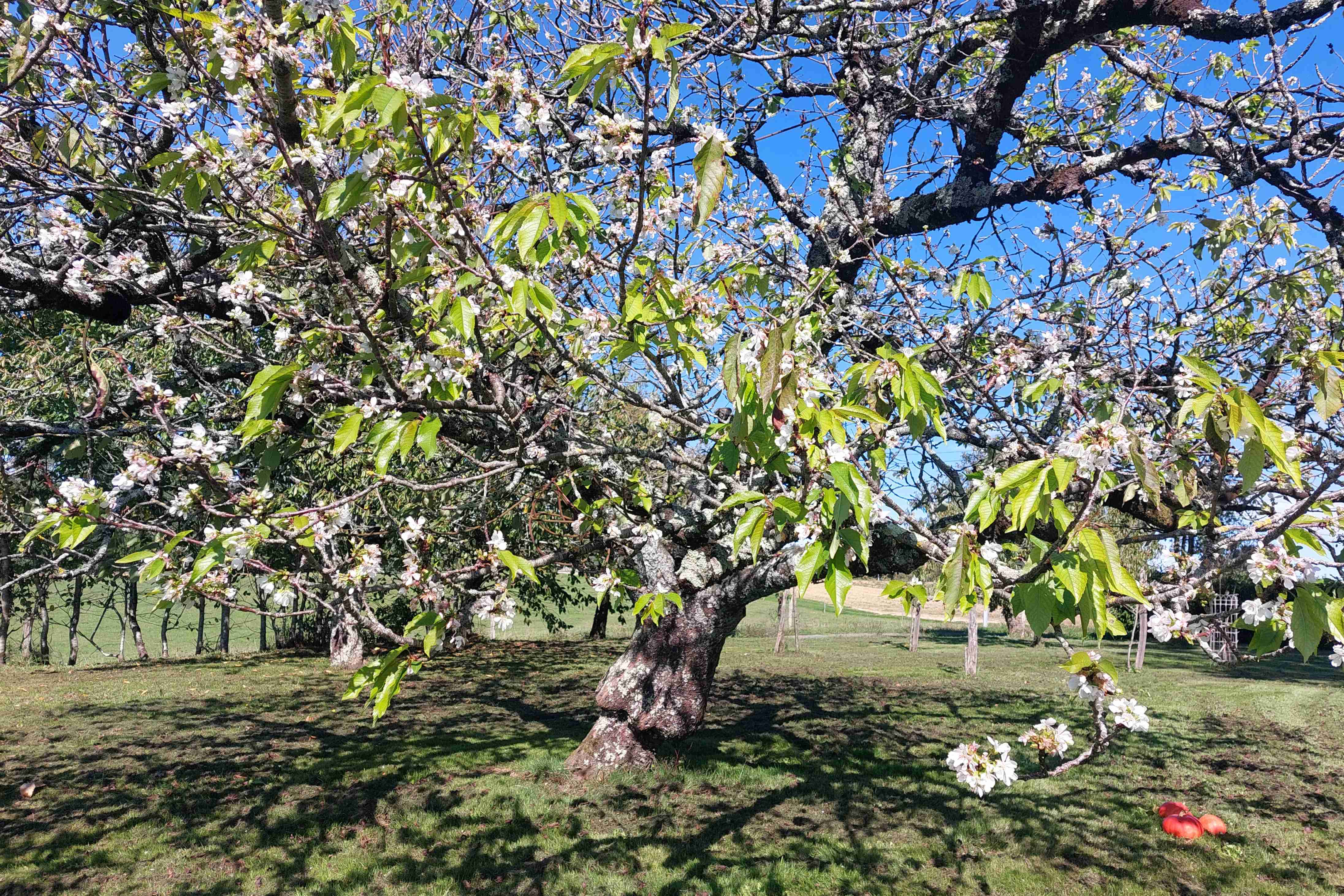 cerisier en fleur.jpg