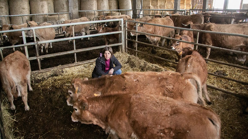 Dermatose Nodulaire Contagieuse  : les éleveur.euses et leurs animaux dans l’attente