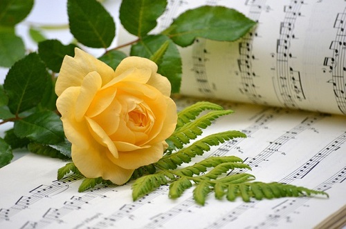 flower-8271187_640.jpg