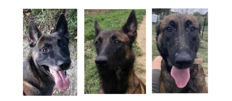 Team malinois ce samedi !