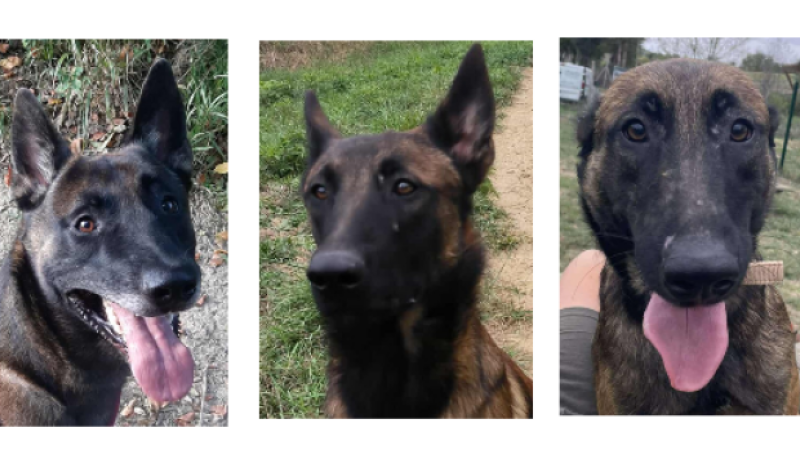 Team malinois ce samedi !