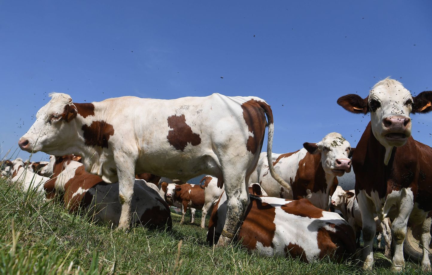 1444x920_vaches-laitiere-dans-un-paturage-en-savoie-07allilimages-choix-1182-2207061527-credit-mourad-allili-sipa-2207061536.jpg