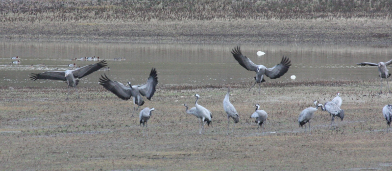 Influenza aviaire hautement pathogène dans la faune sauvage