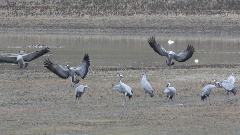 Influenza aviaire hautement pathogène dans la faune sauvage