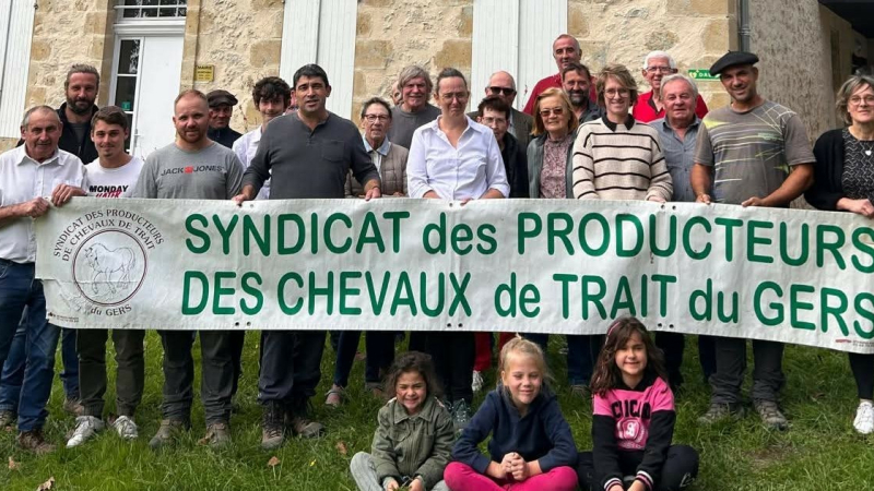 Renouveau du cheval de trait dans le Gers : de Préneron à Mirande, la passion et la qualité récompensées