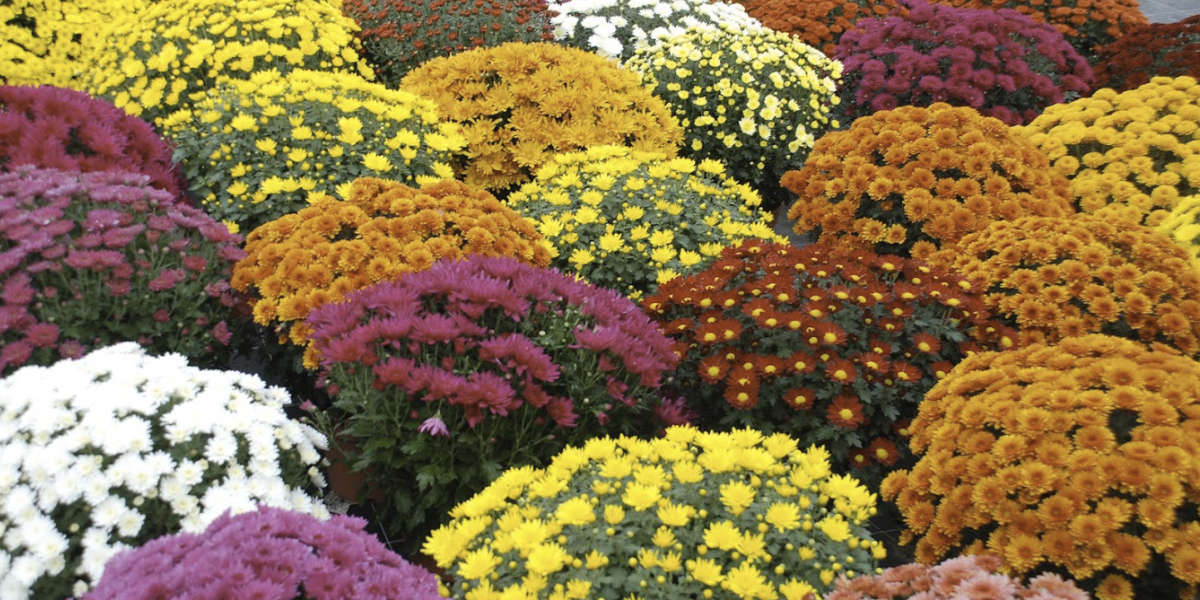 chrysanthemes.jpg