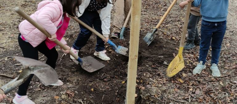 Les plantations d'arbres par les élèves  de l'école
