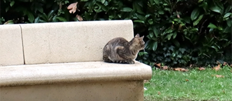 Plus de 70 chats identifiés et stérilisés