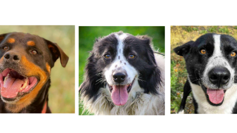 Les trois sportifs de la semaine, Babel, Tomy et Balto