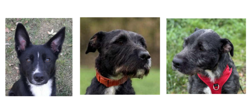 Les trois petits nouveaux de décembre : Kiara, Murphy et  Bellamy  !