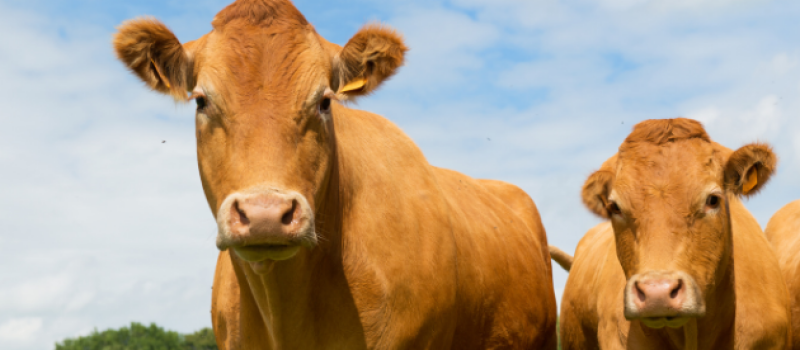 La Chambre d'agriculture du Gers exige la suspension de l'abattage pour la tuberculose dans le Gers