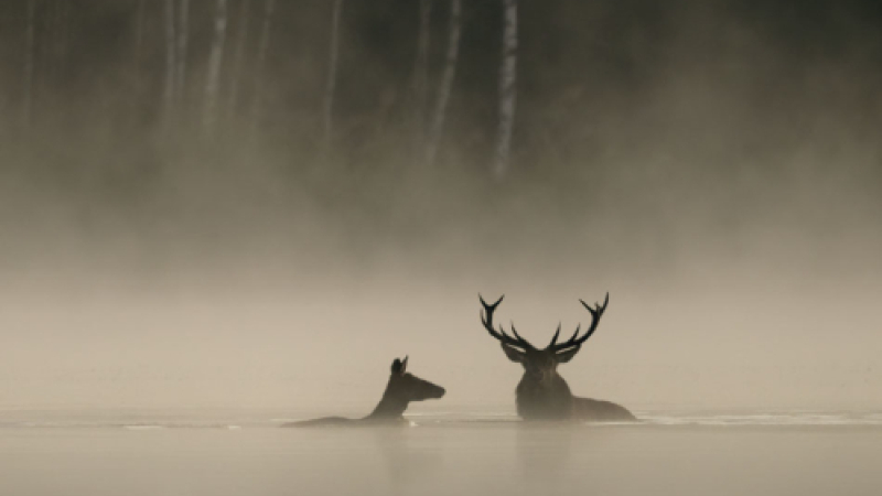 Cinequanon vous propose une soirée "ciné nature"!