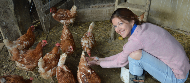 Sauvetage de poules : offrez-leur une seconde vie !