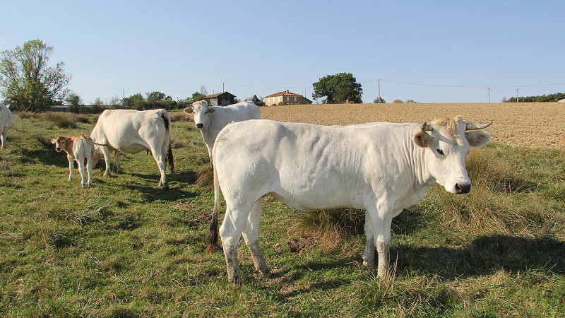 Jeunes Agriculteurs du Gers demandent la vaccination !