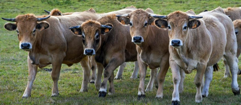 Dermatose Nodulaire Contagieuse (DNC) : CaroleDelgaprésente ce vendredi une aide d’urgence de 300 000 € pour soutenir les éleveurs touchés