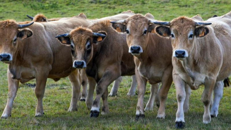 Dermatose Nodulaire Contagieuse (DNC) : CaroleDelgaprésente ce vendredi une aide d’urgence de 300 000 € pour soutenir les éleveurs touchés