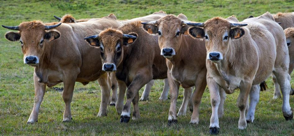 BOVINS-AUBRAC.jpg