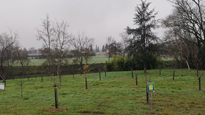 Une naissance, un arbre