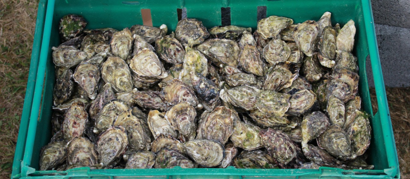 Quand le boucher devient écailler